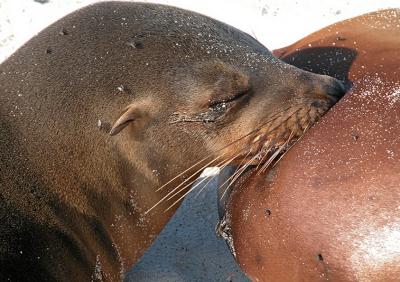 Seal641FeedingSM.jpg