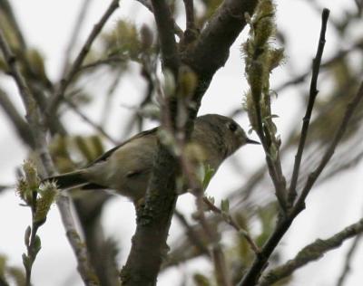 3-19 rc kinglet 4066.jpg