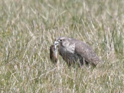 3-22 gyr 4473.jpg
