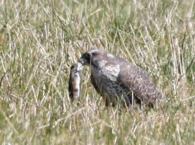 3-22 gyr 4475.jpg