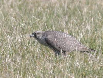 3-22 gyr 4483.jpg