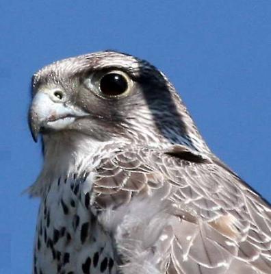 3-22 gyr 4452.jpg