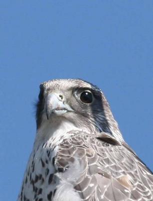 3-22 gyr 4455.jpg