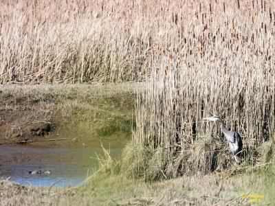 3-22 heron 4289.jpg