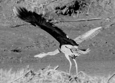 3-22 heron bw  4291.jpg