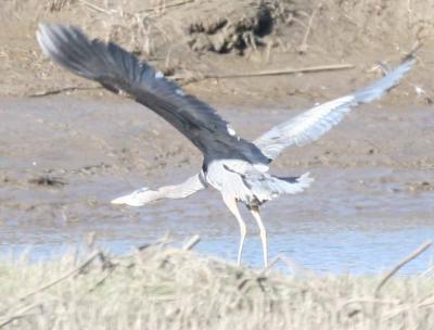3-22 heron crop 4291.jpg