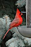 Cardinal