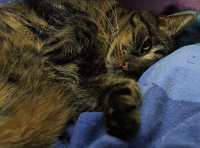 comfort8111small.jpg