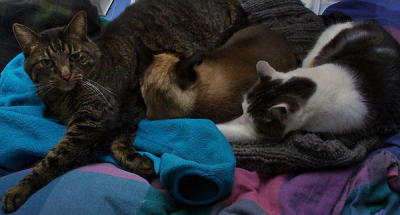 cats