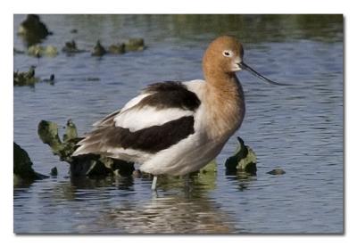 u7/tammie_and_russ/medium/41310630.AmericanAvocet.jpg