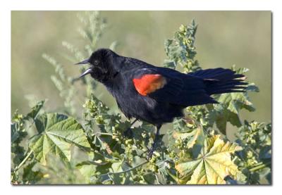 Red-winged-Blackbird-2.jpg