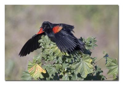 Red-winged-Blackbird-3.jpg
