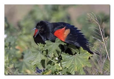 Red-winged-Blackbird-4.jpg