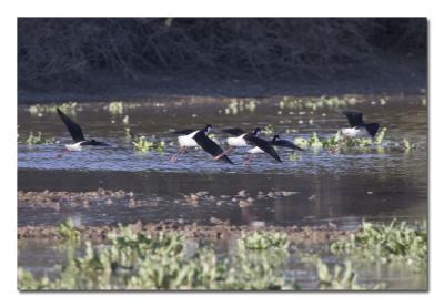 u7/tammie_and_russ/medium/41311122.BlackneckedStiltsFlying.jpg