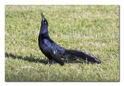 Great-tailed-Grackle.jpg