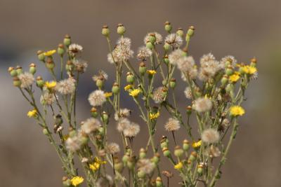 Wild flower