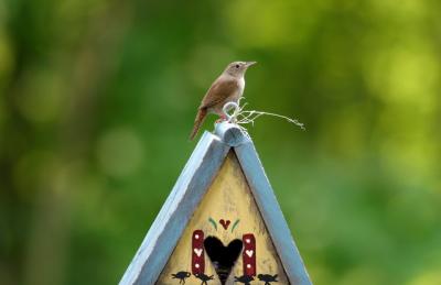 House wren