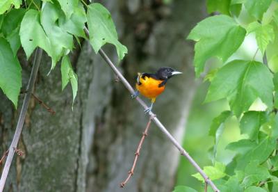 Baltimore oriole