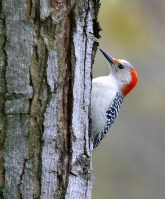 Female red-bellied woodpecker