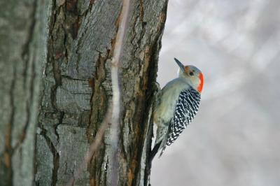 Female red-bellied woodpecker