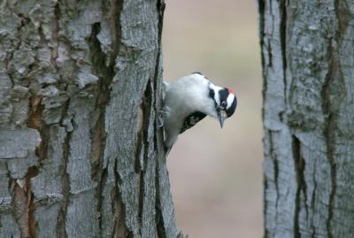 Male downy woodpecker (?)