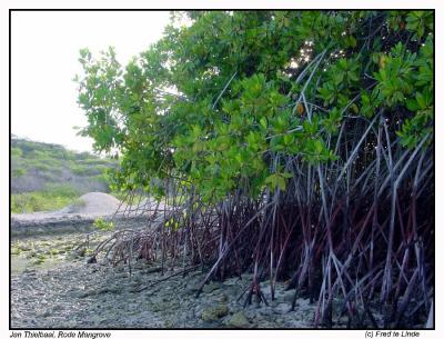 Rode Mangrove,Jan Thiel