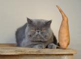 Cat + Sweet Potato