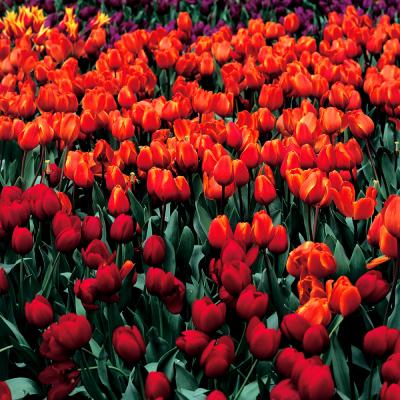 FLOWER_1s.jpg