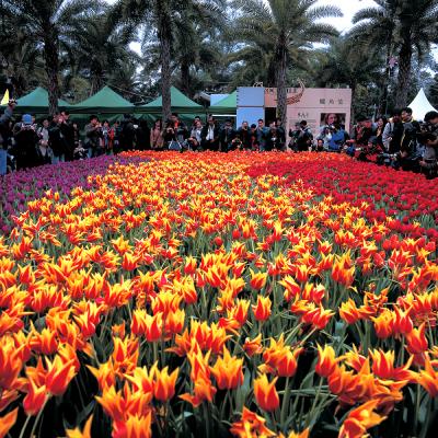 FLOWER_2s.jpg