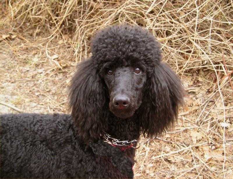 Gardners park poodle