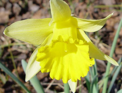 daffodil-detail.jpg