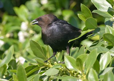 Brown-headed Cowbird, male