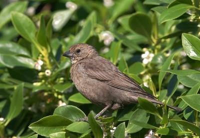Brown-headed Cowbird, female