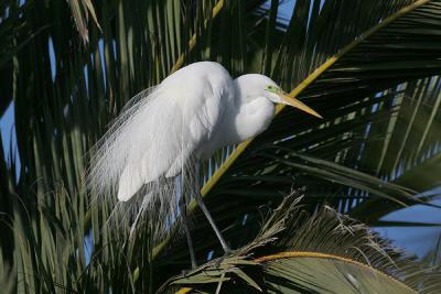 Great Egret