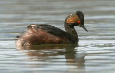 Eared Grebe, breeding plumage
