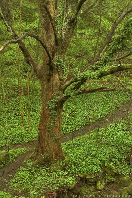 #086 Green Carpet