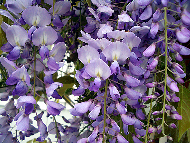 Wisteria