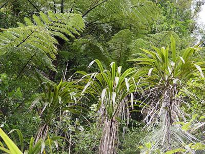 The normal form of C. banksii, with narrow leaves, seen here on Mt. Te Aroha in typical situation amongst treeferns etc.