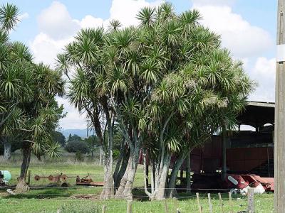 C. australis in a farmyard. They pre-date the farm, from when the Rangitaiki Plain was a wilderness swamp.