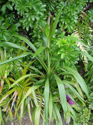 C. stricta - like a leggy version of C. manners-suttonae. Can sucker.