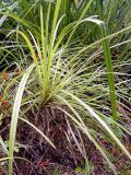 C. pumila (with trunk and panicle of berries) in the light dappled shade under kauris. Note red-brown dead kauri twigs scattered