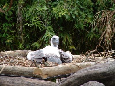 White Back Vulture