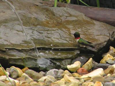 03-21-05 bathing hummer1.jpg