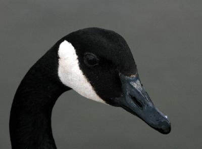 Canada Goose 1