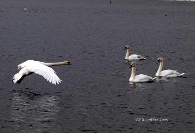 flying_swan.jpg