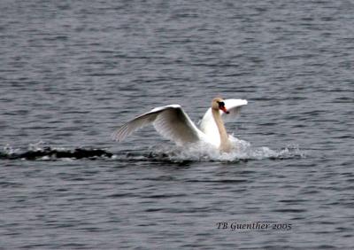 mswan1.jpg