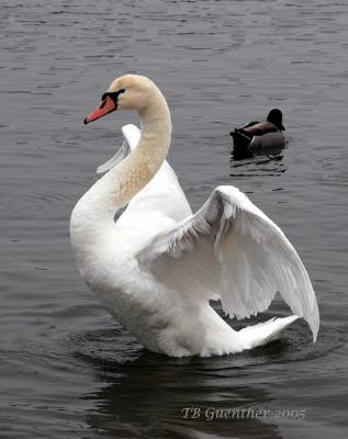 mswan11.jpg
