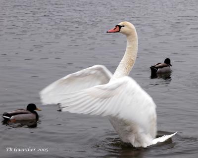 mswan12.jpg