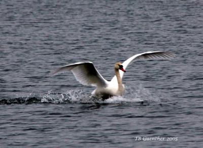 mswan2.jpg