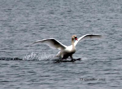 mswan3.jpg
